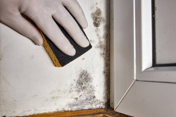 Best Post-Construction Mold Inspection  in Forest Park, GA